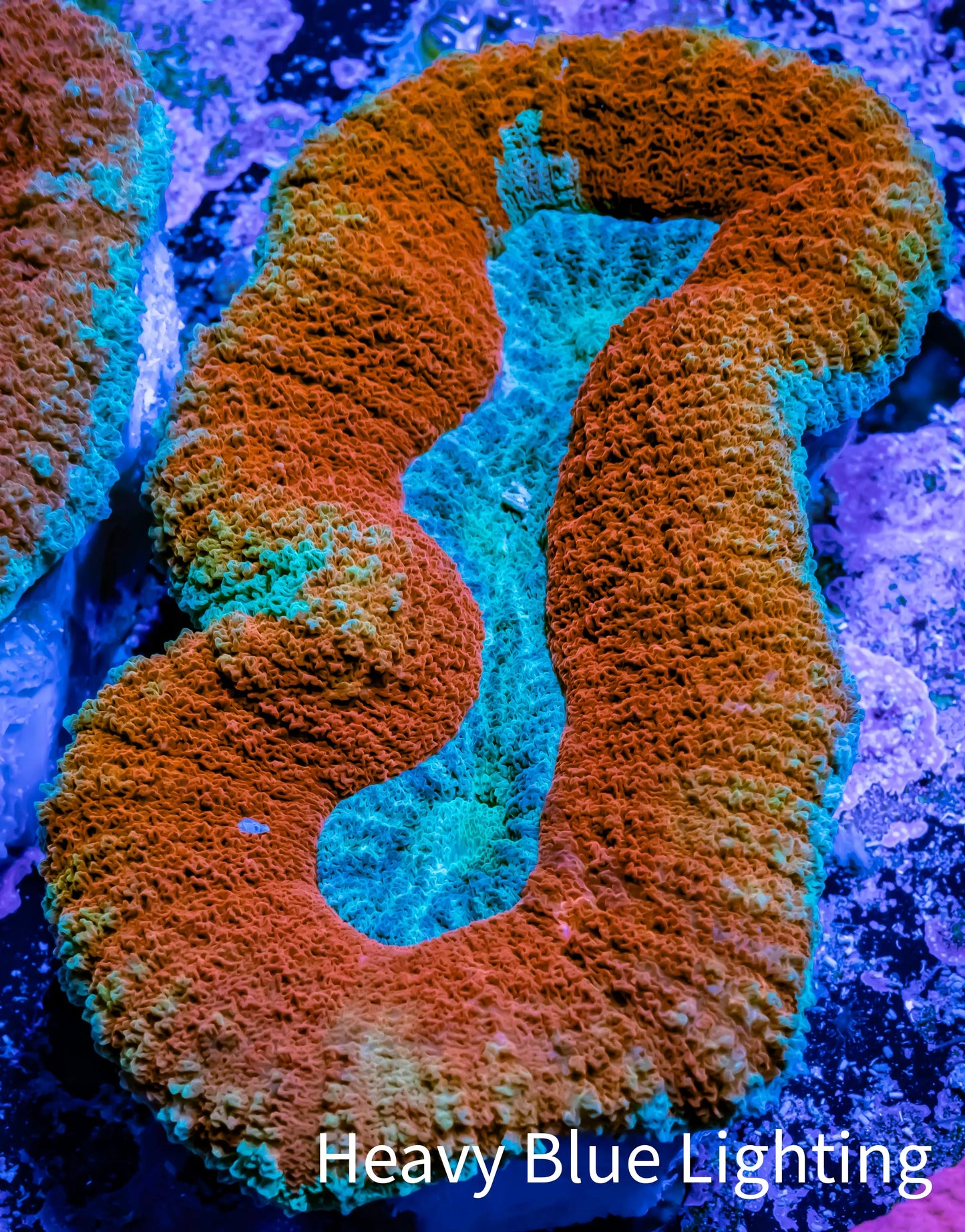 Lobophyllia -Ultra Lobo Coral WYSIWYG - 7.5cm Lobophyllia -Ultra Lobo Coral WYSIWYG - 7.5cm LPS Lobophyllia -Ultra Lobo Coral WYSIWYG - 7.5cm Zeo Box Reef