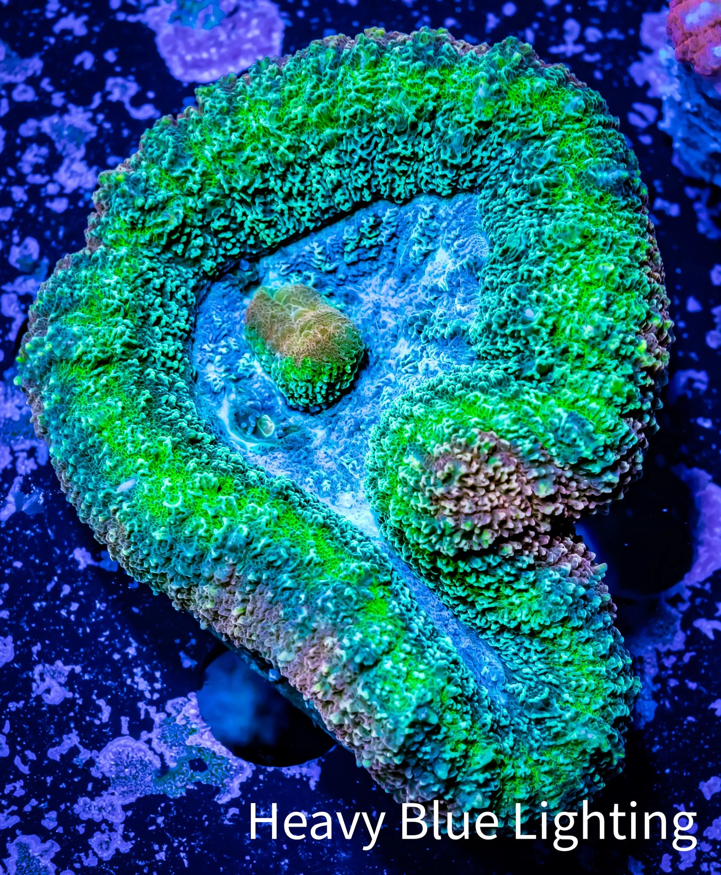 Lobophyllia -Ultra Lobo Coral WYSIWYG - 7cm Lobophyllia -Ultra Lobo Coral WYSIWYG - 7cm LPS Lobophyllia -Ultra Lobo Coral WYSIWYG - 7cm Zeo Box Reef