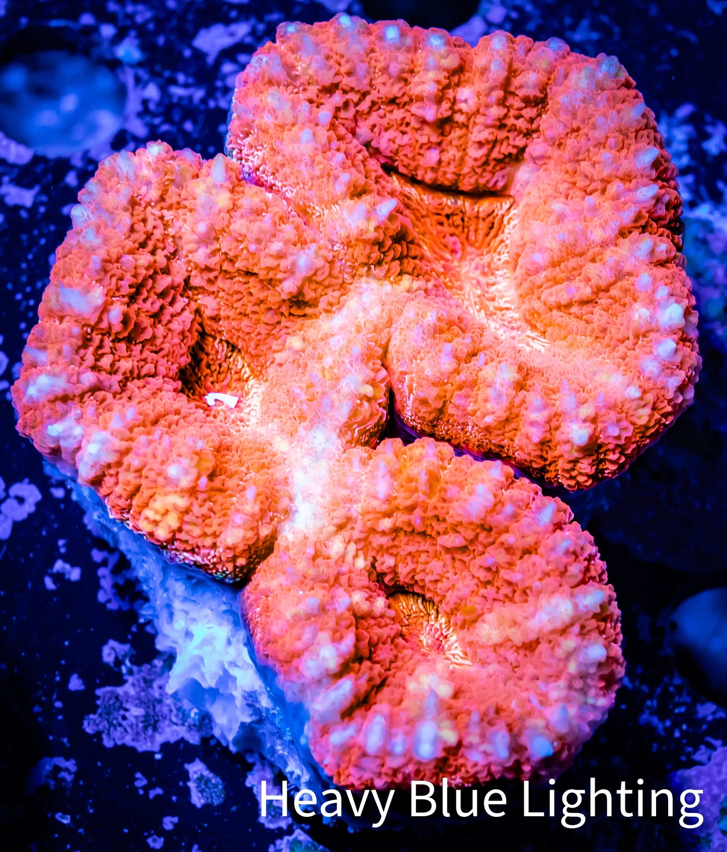 Lobophyllia -Ultra Lobo Coral WYSIWYG - 7cm Lobophyllia -Ultra Lobo Coral WYSIWYG - 7cm LPS Lobophyllia -Ultra Lobo Coral WYSIWYG - 7cm Zeo Box Reef