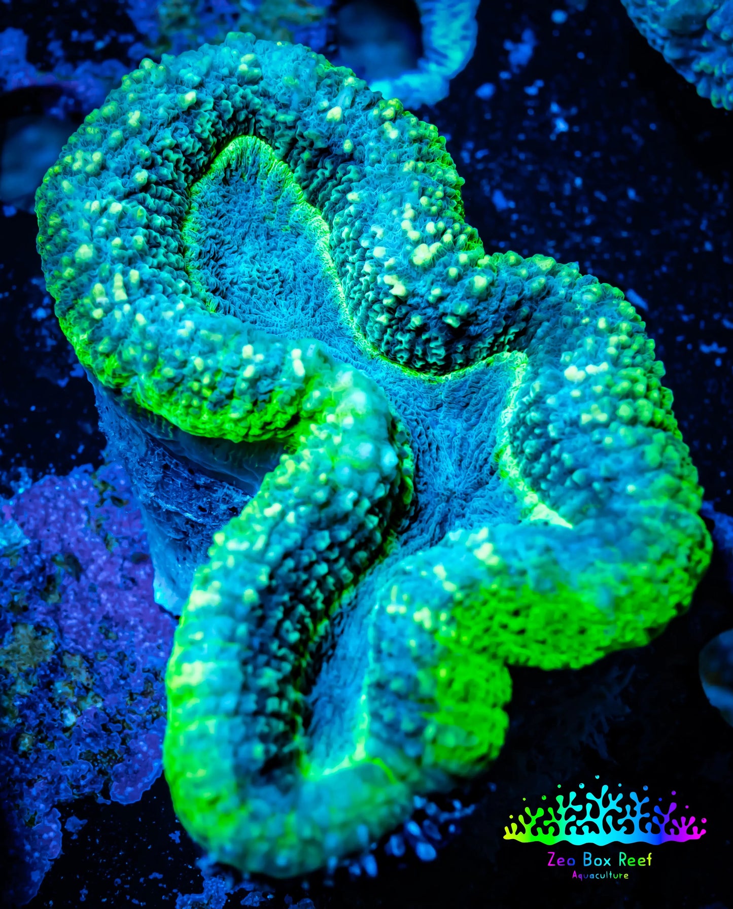 Lobophyllia -Ultra Lobo Coral WYSIWYG - 7cm Lobophyllia -Ultra Lobo Coral WYSIWYG - 7cm LPS Lobophyllia -Ultra Lobo Coral WYSIWYG - 7cm Zeo Box Reef