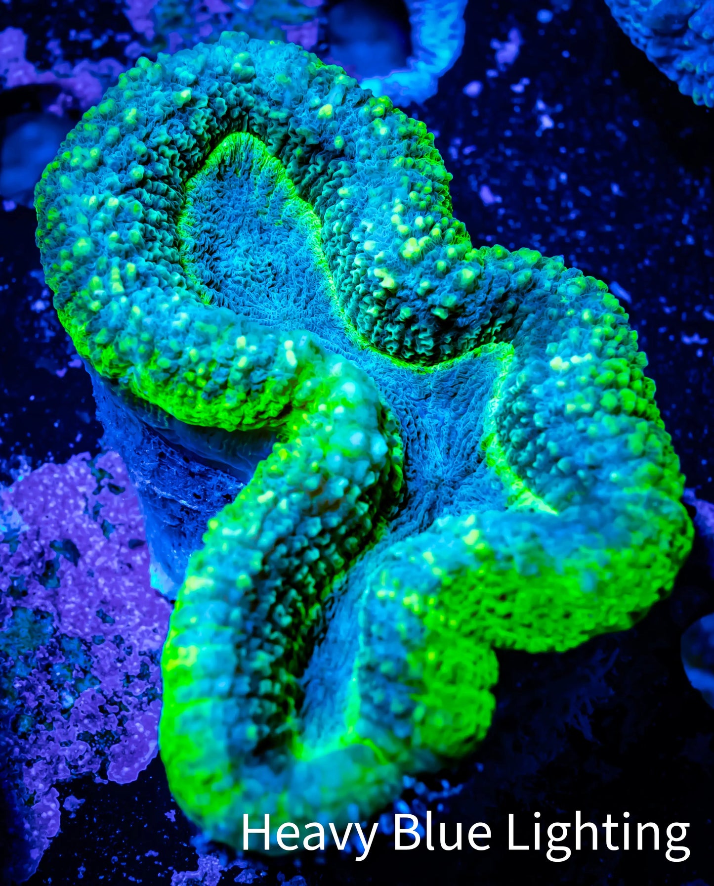Lobophyllia -Ultra Lobo Coral WYSIWYG - 7cm Lobophyllia -Ultra Lobo Coral WYSIWYG - 7cm LPS Lobophyllia -Ultra Lobo Coral WYSIWYG - 7cm Zeo Box Reef