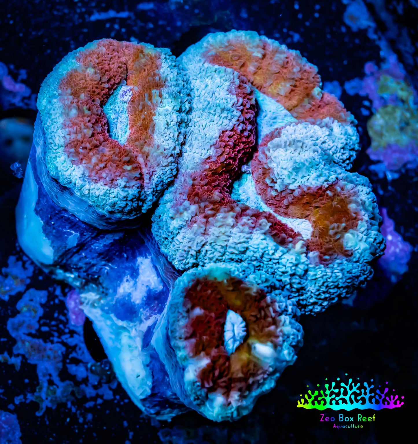 Lobophyllia -Ultra Lobo Coral WYSIWYG - 7cm Lobophyllia -Ultra Lobo Coral WYSIWYG - 7cm LPS Lobophyllia -Ultra Lobo Coral WYSIWYG - 7cm Zeo Box Reef
