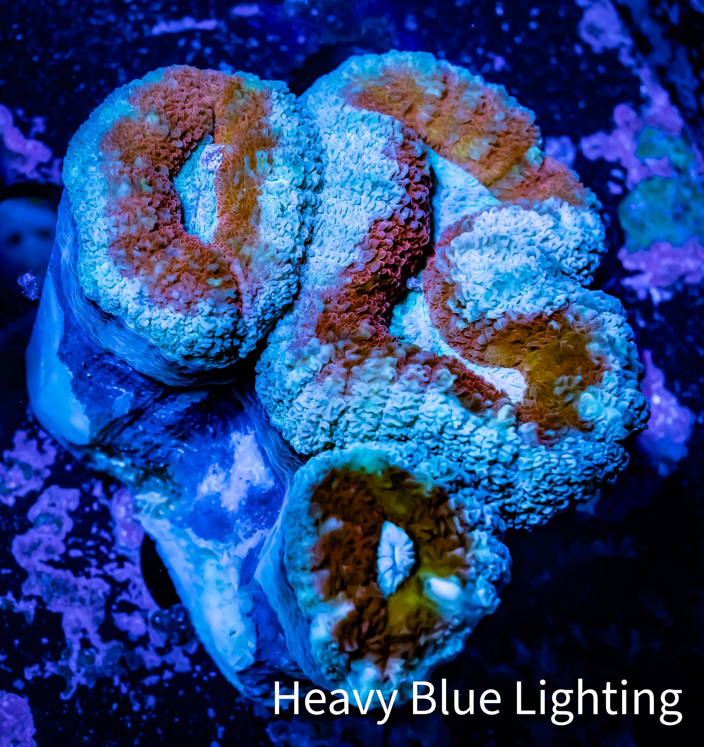 Lobophyllia -Ultra Lobo Coral WYSIWYG - 7cm Lobophyllia -Ultra Lobo Coral WYSIWYG - 7cm LPS Lobophyllia -Ultra Lobo Coral WYSIWYG - 7cm Zeo Box Reef