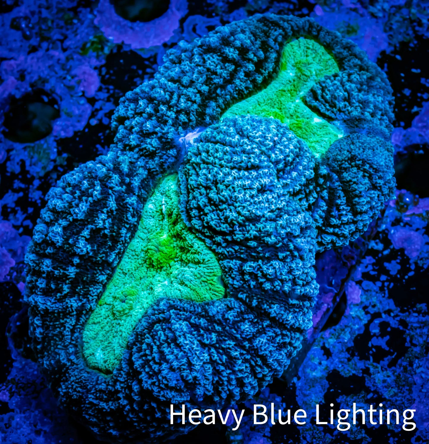 Lobophyllia -Ultra Lobo Coral WYSIWYG - 8cm Lobophyllia -Ultra Lobo Coral WYSIWYG - 8cm LPS Lobophyllia -Ultra Lobo Coral WYSIWYG - 8cm Zeo Box Reef