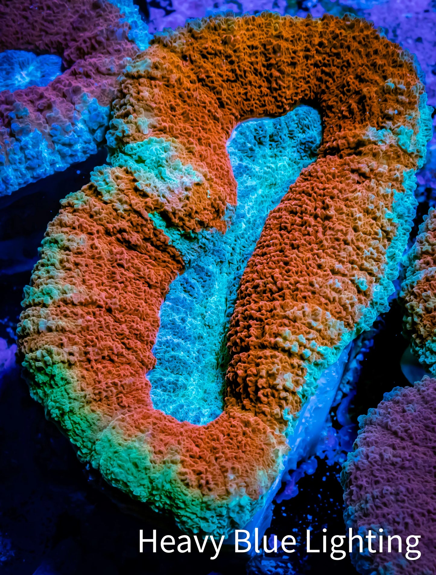 Lobophyllia -Ultra Lobo Coral WYSIWYG - 8cm Lobophyllia -Ultra Lobo Coral WYSIWYG - 8cm LPS Lobophyllia -Ultra Lobo Coral WYSIWYG - 8cm Zeo Box Reef