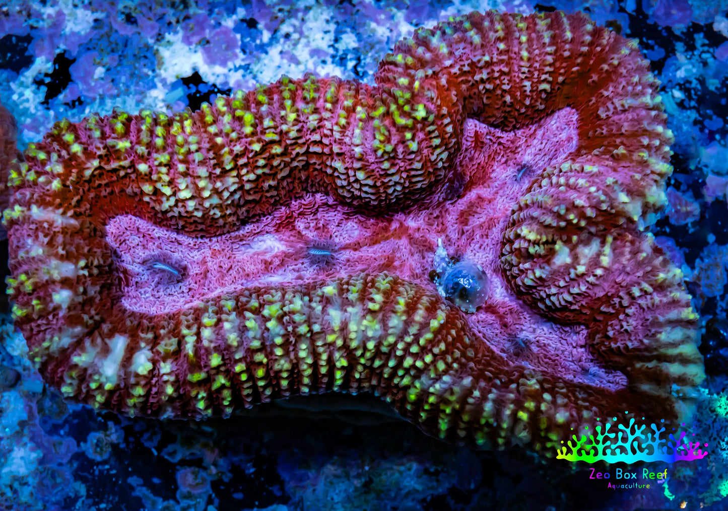 Lobophyllia -Ultra Lobo Coral WYSIWYG - 8cm Lobophyllia -Ultra Lobo Coral WYSIWYG - 8cm LPS Lobophyllia -Ultra Lobo Coral WYSIWYG - 8cm Zeo Box Reef