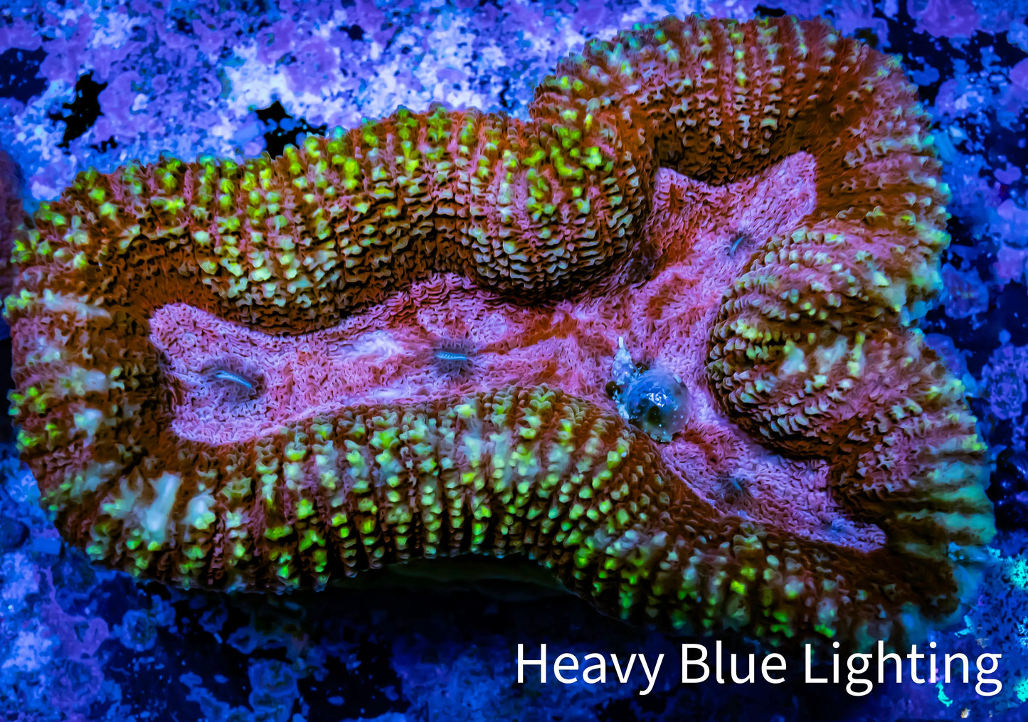 Lobophyllia -Ultra Lobo Coral WYSIWYG - 8cm Lobophyllia -Ultra Lobo Coral WYSIWYG - 8cm LPS Lobophyllia -Ultra Lobo Coral WYSIWYG - 8cm Zeo Box Reef