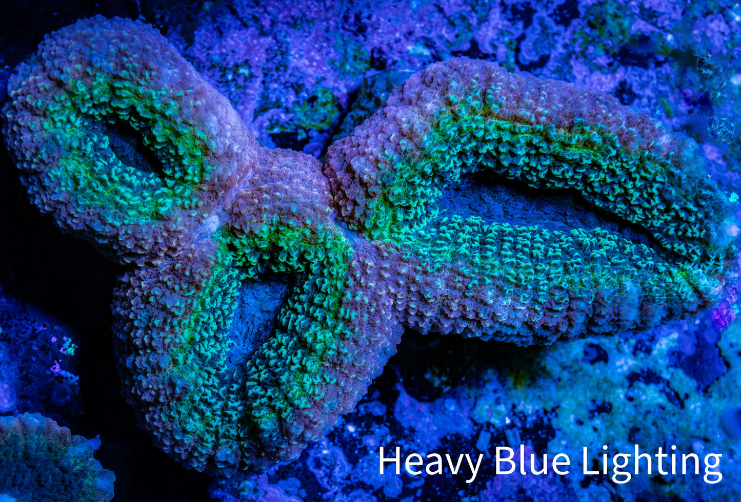 Lobophyllia -Ultra Lobo Coral WYSIWYG - 8cm Lobophyllia -Ultra Lobo Coral WYSIWYG - 8cm LPS Lobophyllia -Ultra Lobo Coral WYSIWYG - 8cm Zeo Box Reef