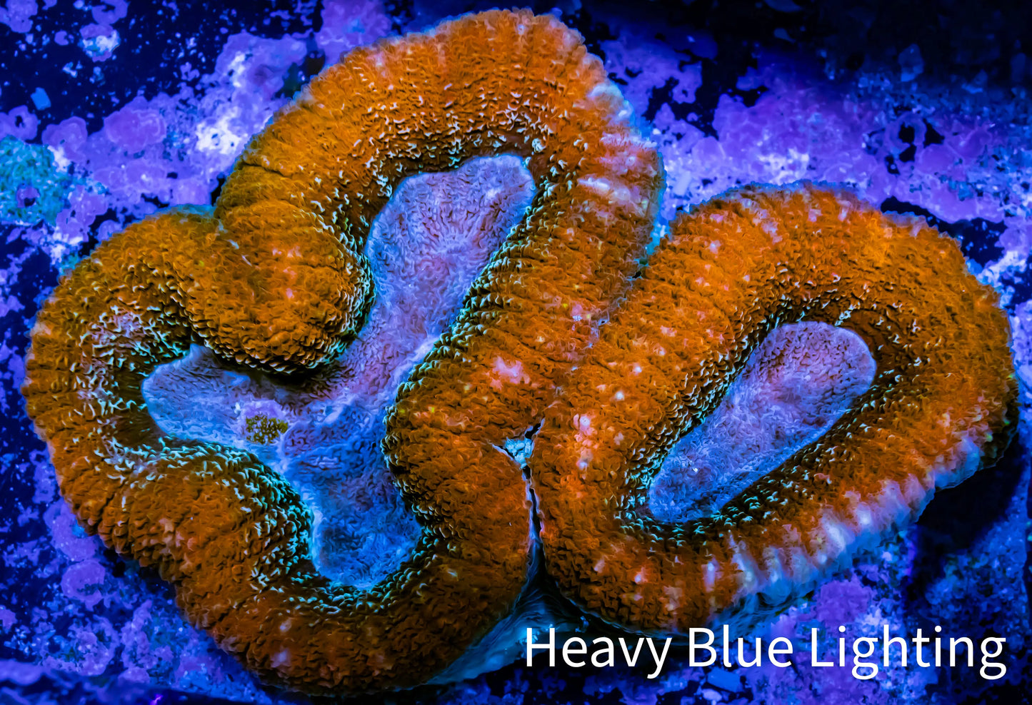 Lobophyllia -Ultra Lobo Coral WYSIWYG - 9cm Lobophyllia -Ultra Lobo Coral WYSIWYG - 9cm LPS Lobophyllia -Ultra Lobo Coral WYSIWYG - 9cm Zeo Box Reef