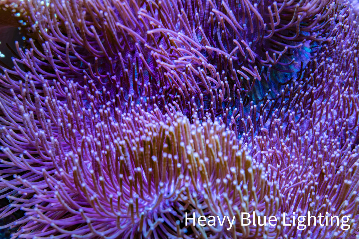 Long Green Polyp Leather Coral, WYSIWYG 12cm MB2 Long Green Polyp Leather Coral, WYSIWYG 12cm MB2 Soft Coral Long Green Polyp Leather Coral, WYSIWYG 12cm MB2 Zeo Box Reef