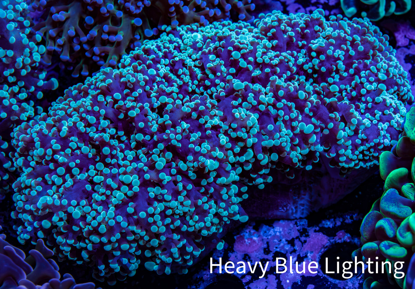 Frogspawn Coral - WYSIWYG 10cm C5R5B1