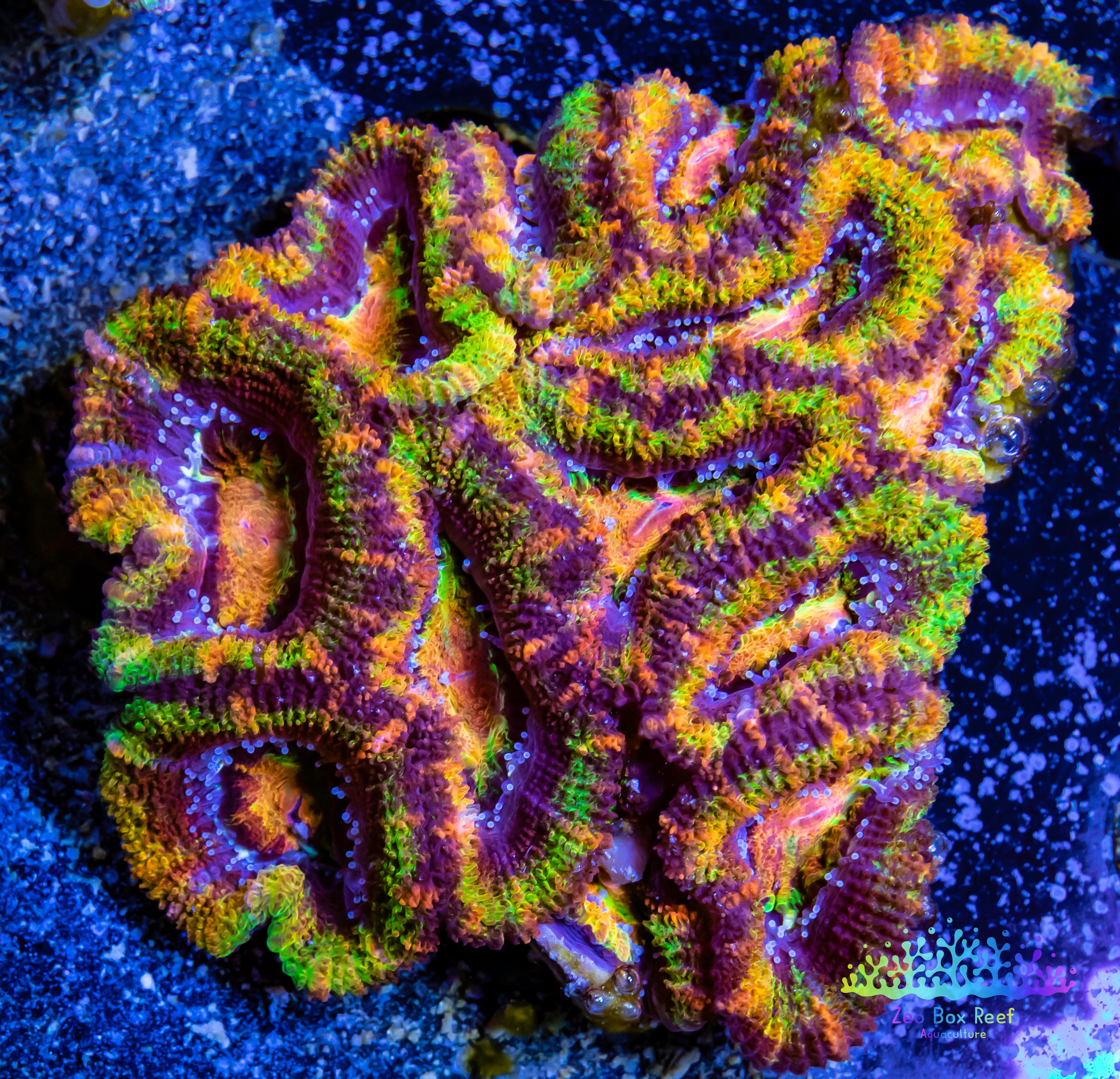 Corals For Sale Australia Zeo Box Reef Aquaculture