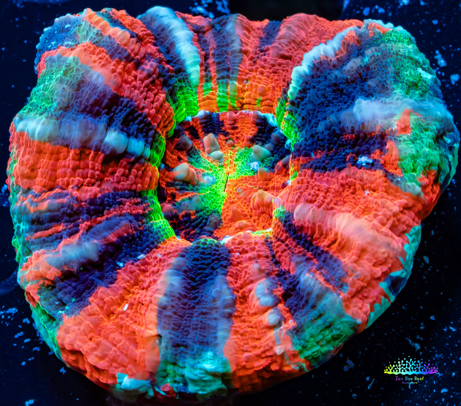 Rainbow Scoly Coral