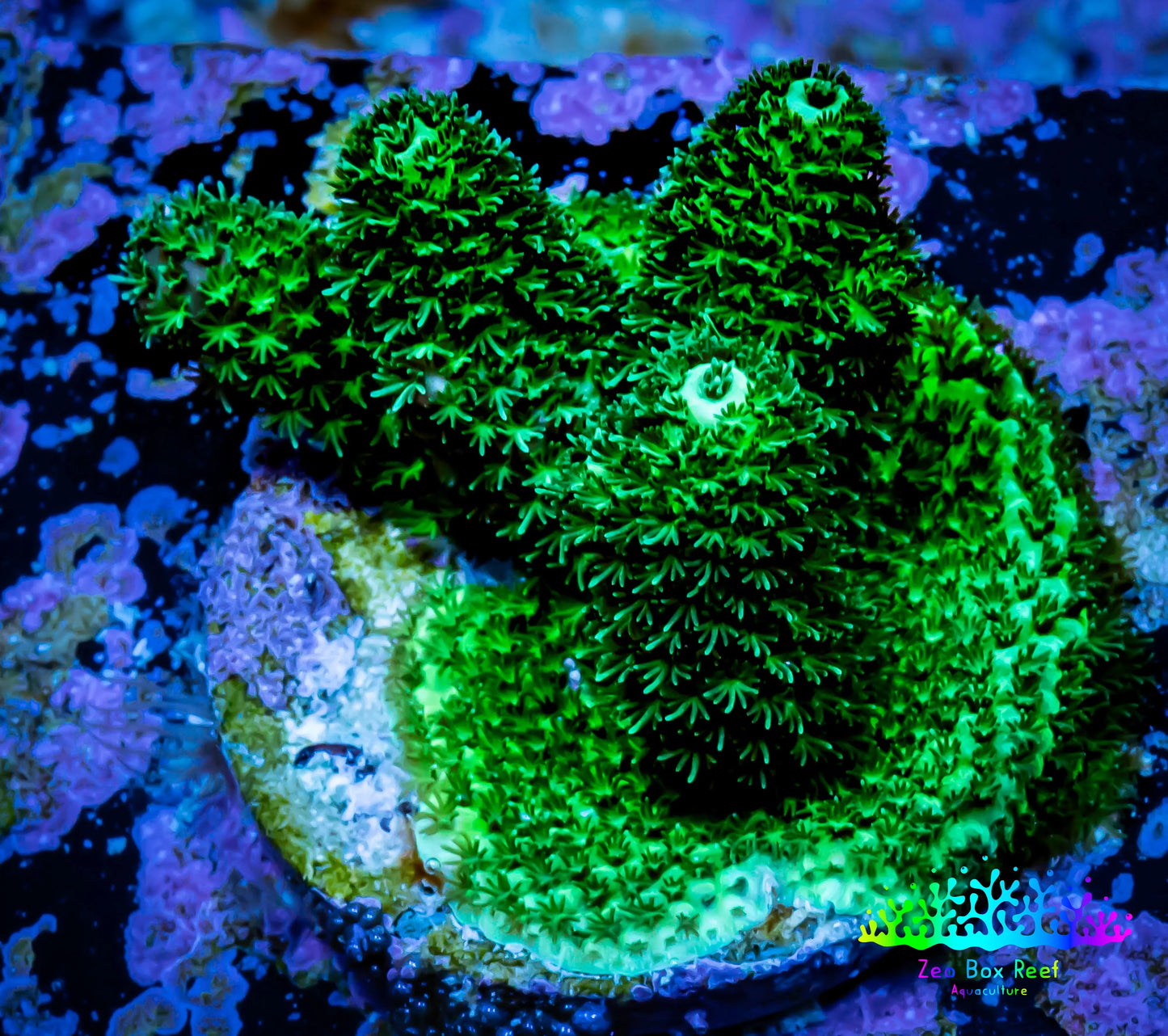 Millepora Coral - Ultra Mille Frag WYSIWYG A1R5B1 Millepora Coral - Ultra Mille Frag WYSIWYG A1R5B1 SPS Millepora Coral - Ultra Mille Frag WYSIWYG A1R5B1 Zeo Box Reef