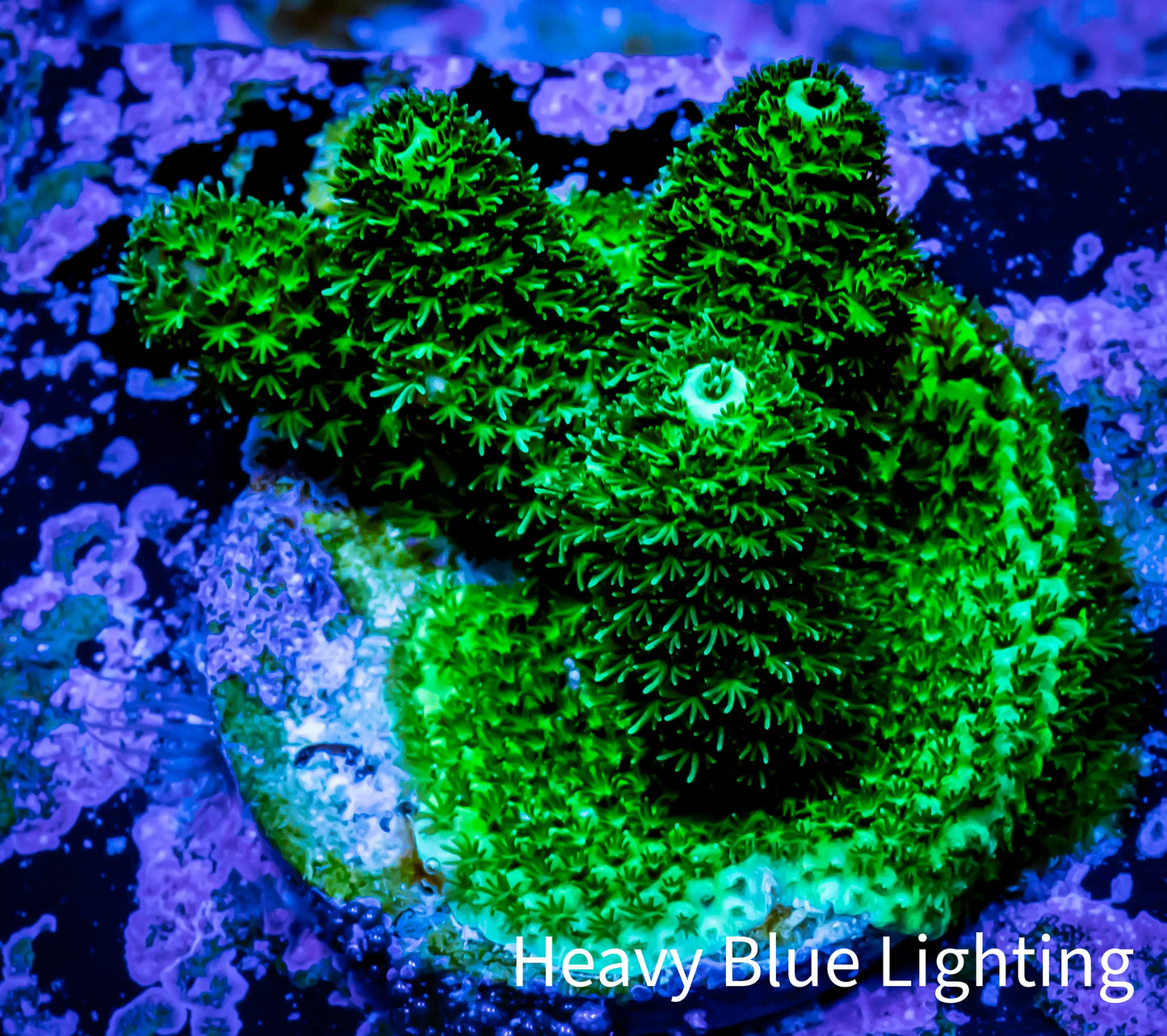 Millepora Coral - Ultra Mille Frag WYSIWYG A1R5B1 Millepora Coral - Ultra Mille Frag WYSIWYG A1R5B1 SPS Millepora Coral - Ultra Mille Frag WYSIWYG A1R5B1 Zeo Box Reef