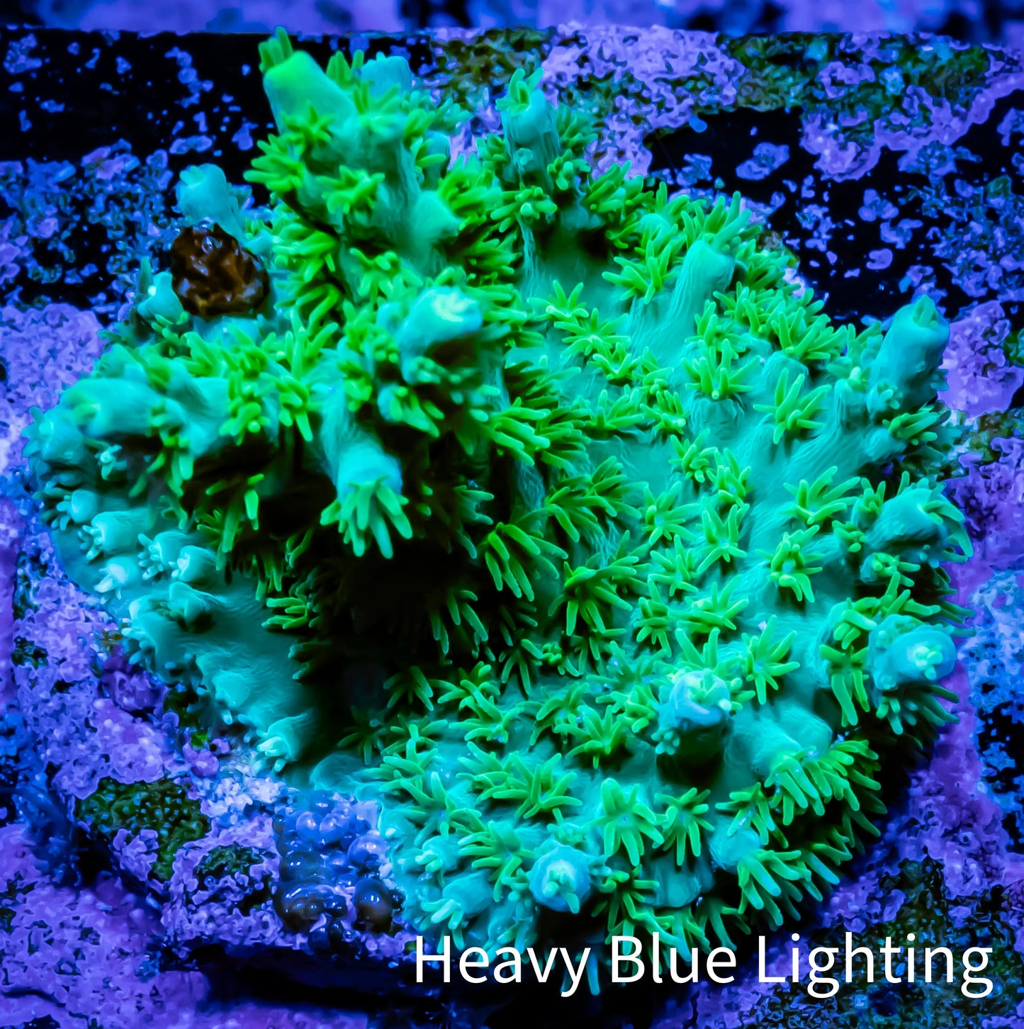 Millepora Coral - Ultra Mille Frag WYSIWYG A2R5B1 Millepora Coral - Ultra Mille Frag WYSIWYG A2R5B1 SPS Millepora Coral - Ultra Mille Frag WYSIWYG A2R5B1 Zeo Box Reef