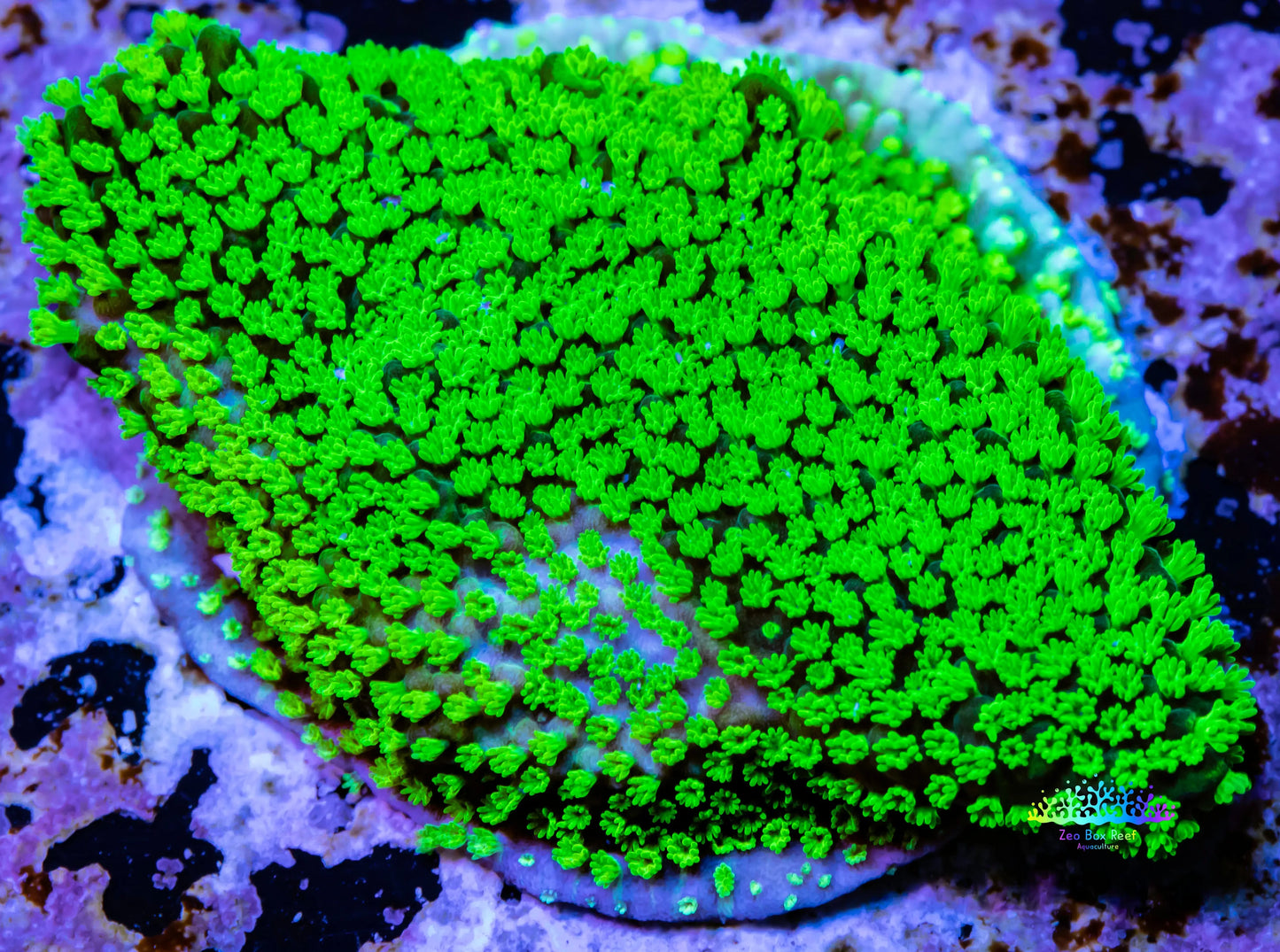 Montipora Coral- Hulk Monti Frag Montipora Coral- Hulk Monti Frag SPS Montipora Coral- Hulk Monti Frag Zeo Box Reef