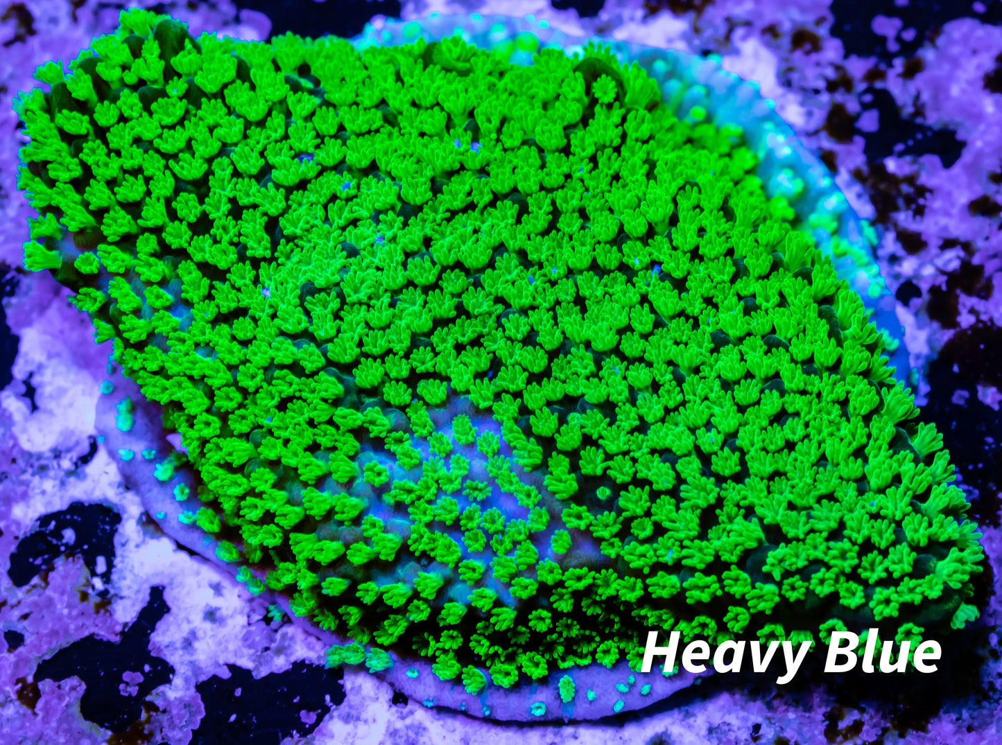 Montipora Coral- Hulk Monti Frag Montipora Coral- Hulk Monti Frag SPS Montipora Coral- Hulk Monti Frag Zeo Box Reef