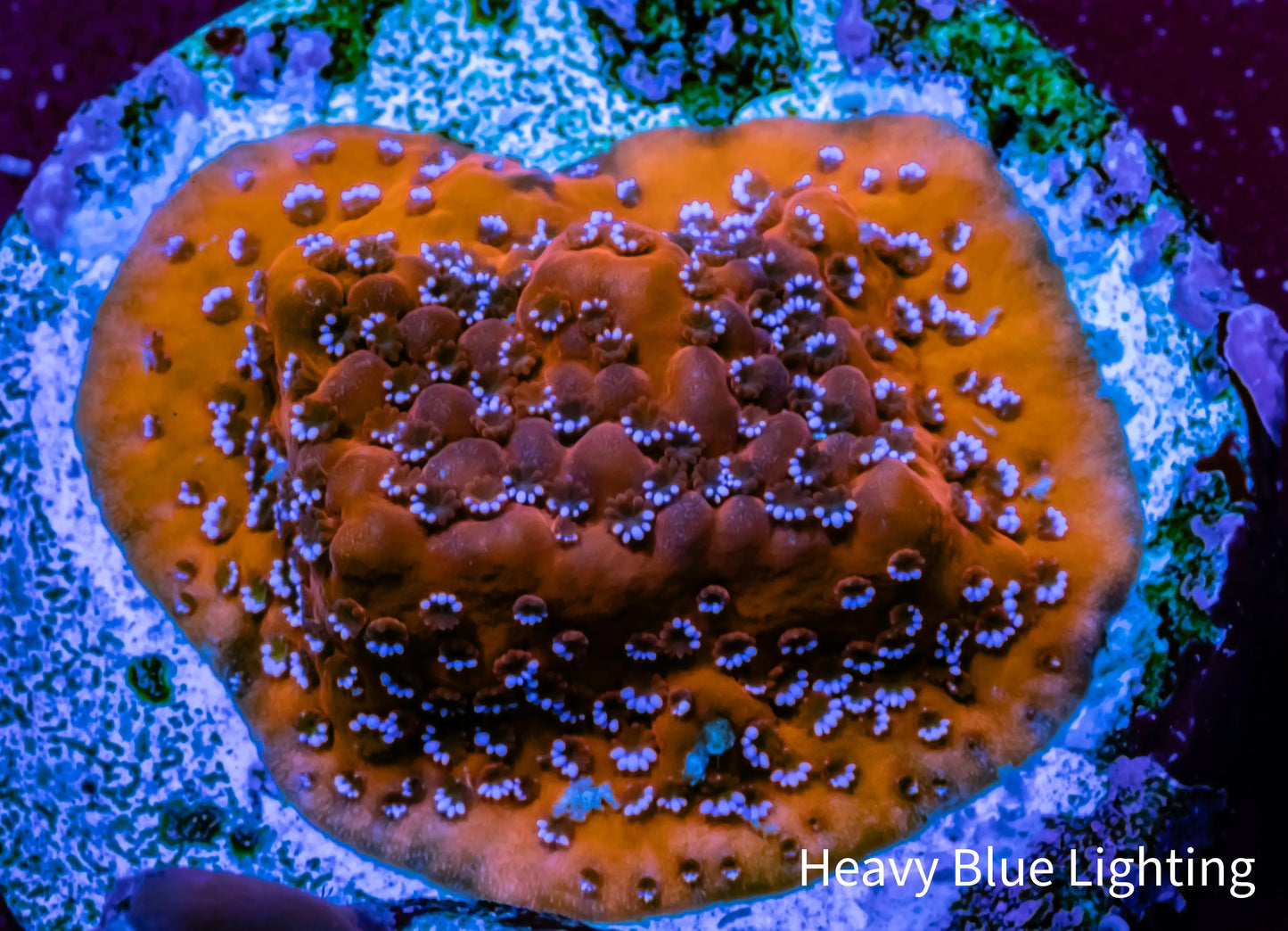 Montipora Coral- Mystic Sunset Monti Frag Montipora Coral- Mystic Sunset Monti Frag SPS Montipora Coral- Mystic Sunset Monti Frag Zeo Box Reef