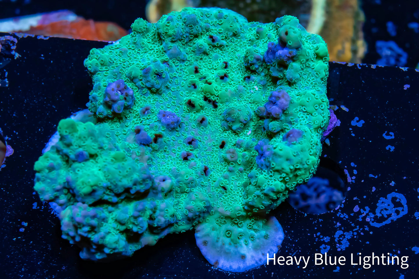 Montipora Coral- WYSIWYG 6cm Montipora Coral- WYSIWYG 6cm SPS Montipora Coral- WYSIWYG 6cm Zeo Box Reef