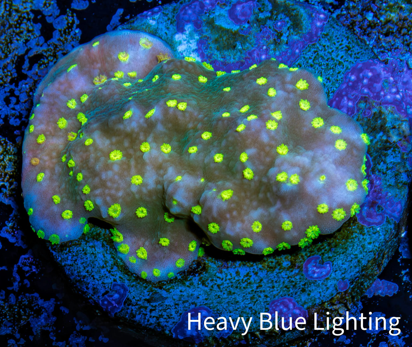 Montipora Coral- Monti Frag WYSIWYG Montipora Coral- Monti Frag WYSIWYG SPS Montipora Coral- Monti Frag WYSIWYG Zeo Box Reef