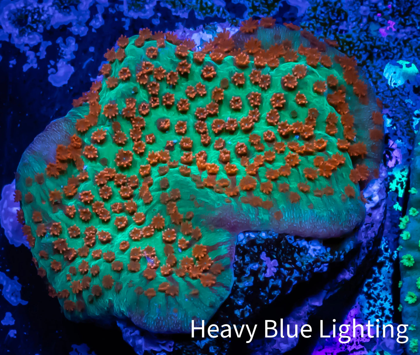 Montipora Coral- Tickled Pink Monti Frag (Copy) Montipora Coral- Tickled Pink Monti Frag (Copy) SPS Montipora Coral- Tickled Pink Monti Frag (Copy) Zeo Box Reef