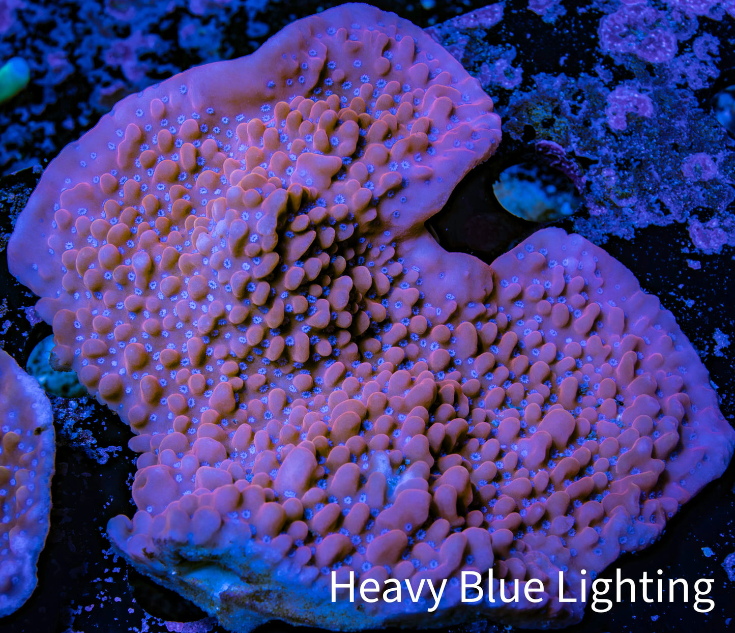 Montipora Coral- WYSIWYG 8cm Montipora Coral- WYSIWYG 8cm SPS Montipora Coral- WYSIWYG 8cm Zeo Box Reef