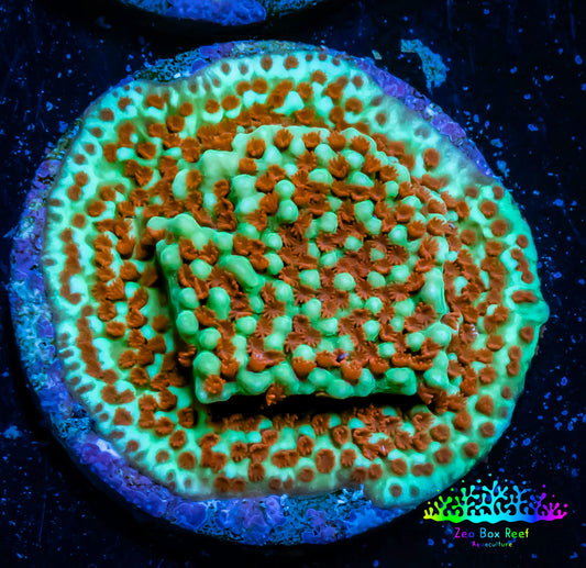 Montipora Coral-  🌶️ Chilli Pepper Monti Frag WYSIWYG Montipora Coral-  🌶️ Chilli Pepper Monti Frag WYSIWYG SPS Montipora Coral-  🌶️ Chilli Pepper Monti Frag WYSIWYG Zeo Box Reef