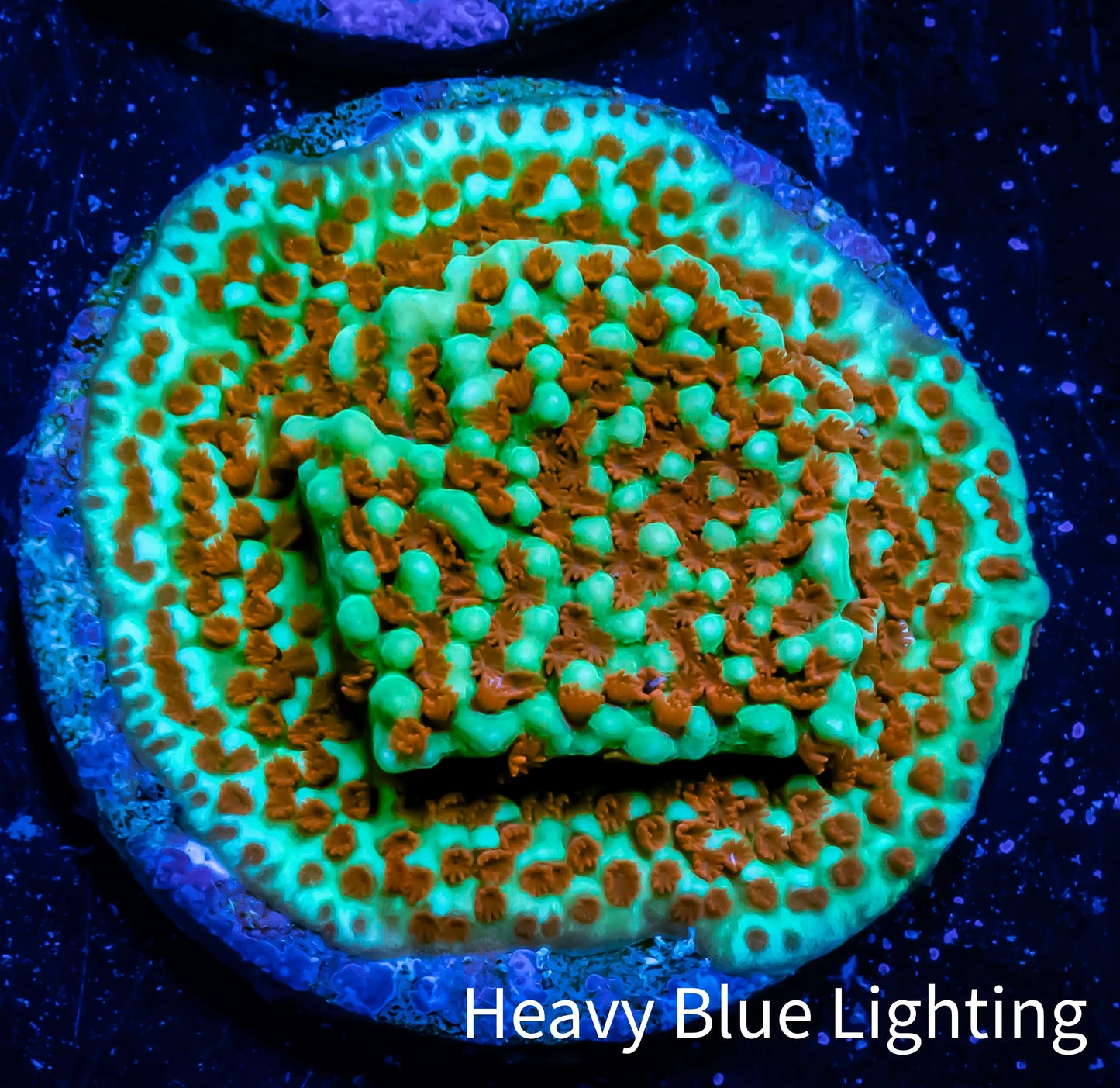 Montipora Coral-  🌶️ Chilli Pepper Monti Frag WYSIWYG Montipora Coral-  🌶️ Chilli Pepper Monti Frag WYSIWYG SPS Montipora Coral-  🌶️ Chilli Pepper Monti Frag WYSIWYG Zeo Box Reef