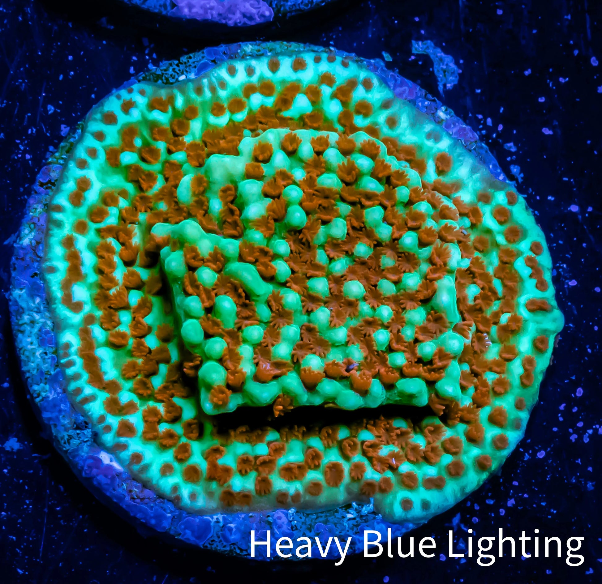 Montipora Coral-  🌶️ Chilli Pepper Monti Frag WYSIWYG Montipora Coral-  🌶️ Chilli Pepper Monti Frag WYSIWYG SPS Montipora Coral-  🌶️ Chilli Pepper Monti Frag WYSIWYG Zeo Box Reef