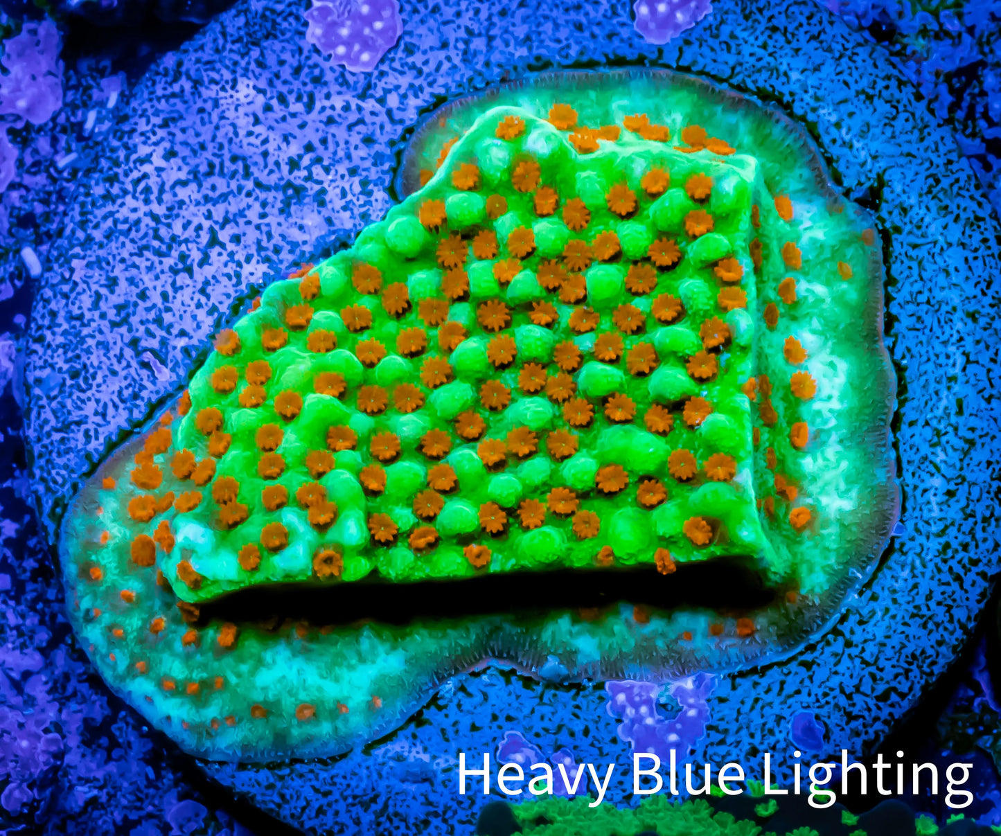 Montipora Coral- 🌶️ Chilli Pepper Monti Frag Montipora Coral- 🌶️ Chilli Pepper Monti Frag SPS Montipora Coral- 🌶️ Chilli Pepper Monti Frag Zeo Box Reef