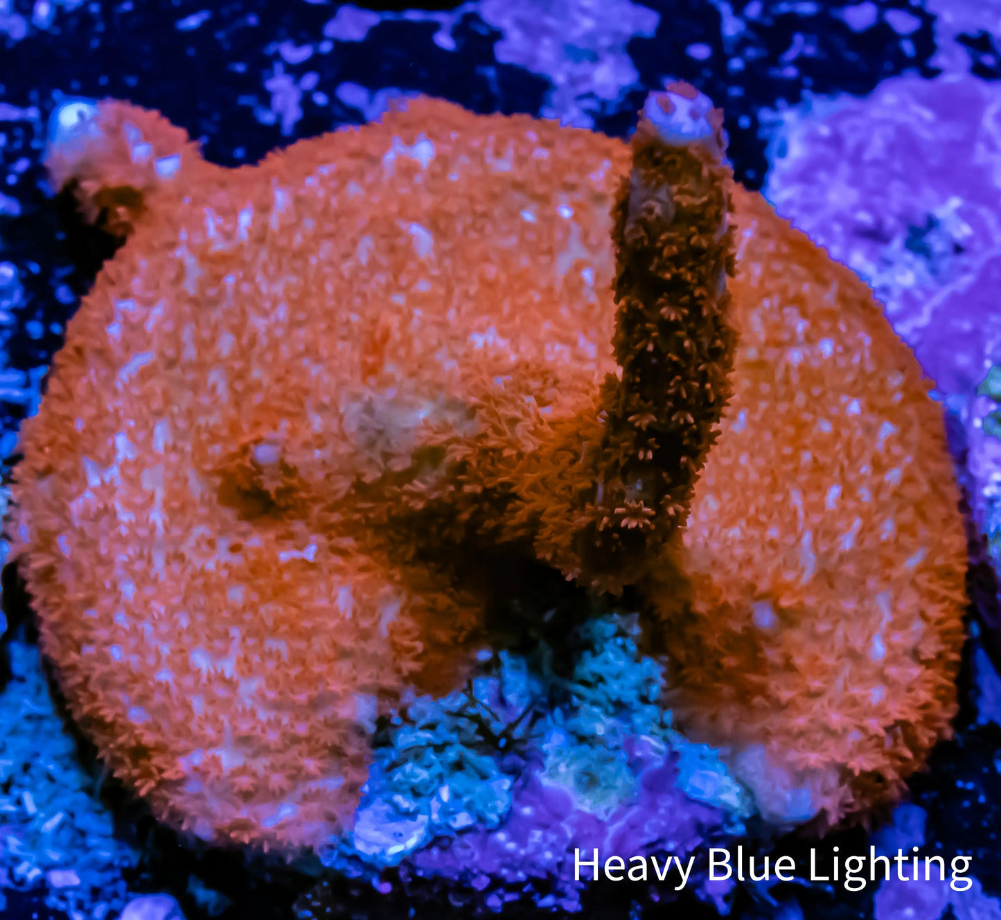 Montipora Digitata- Red digi Frag Montipora Digitata- Red digi Frag SPS Montipora Digitata- Red digi Frag Zeo Box Reef