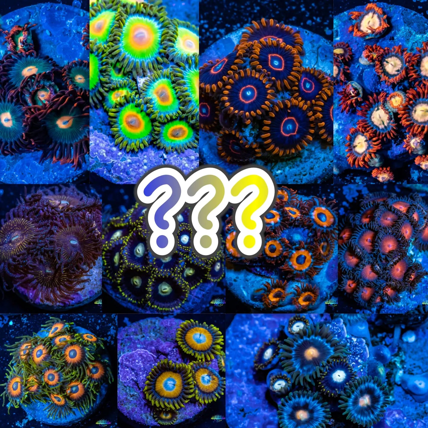 Mystery Zoa Frag 5 Pack Mystery Zoa Frag 5 Pack Hobbies & Creative Arts Mystery Zoa Frag 5 Pack Zeo Box Reef Aquaculture