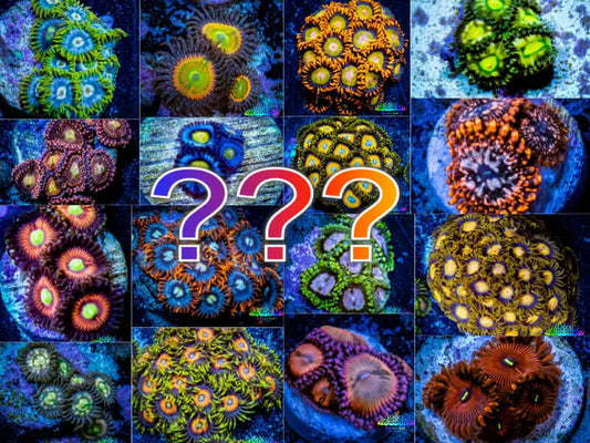 Mystery Zoa Frag 3 Pack Mystery Zoa Frag 3 Pack Hobbies & Creative Arts Mystery Zoa Frag 3 Pack Zeo Box Reef Aquaculture