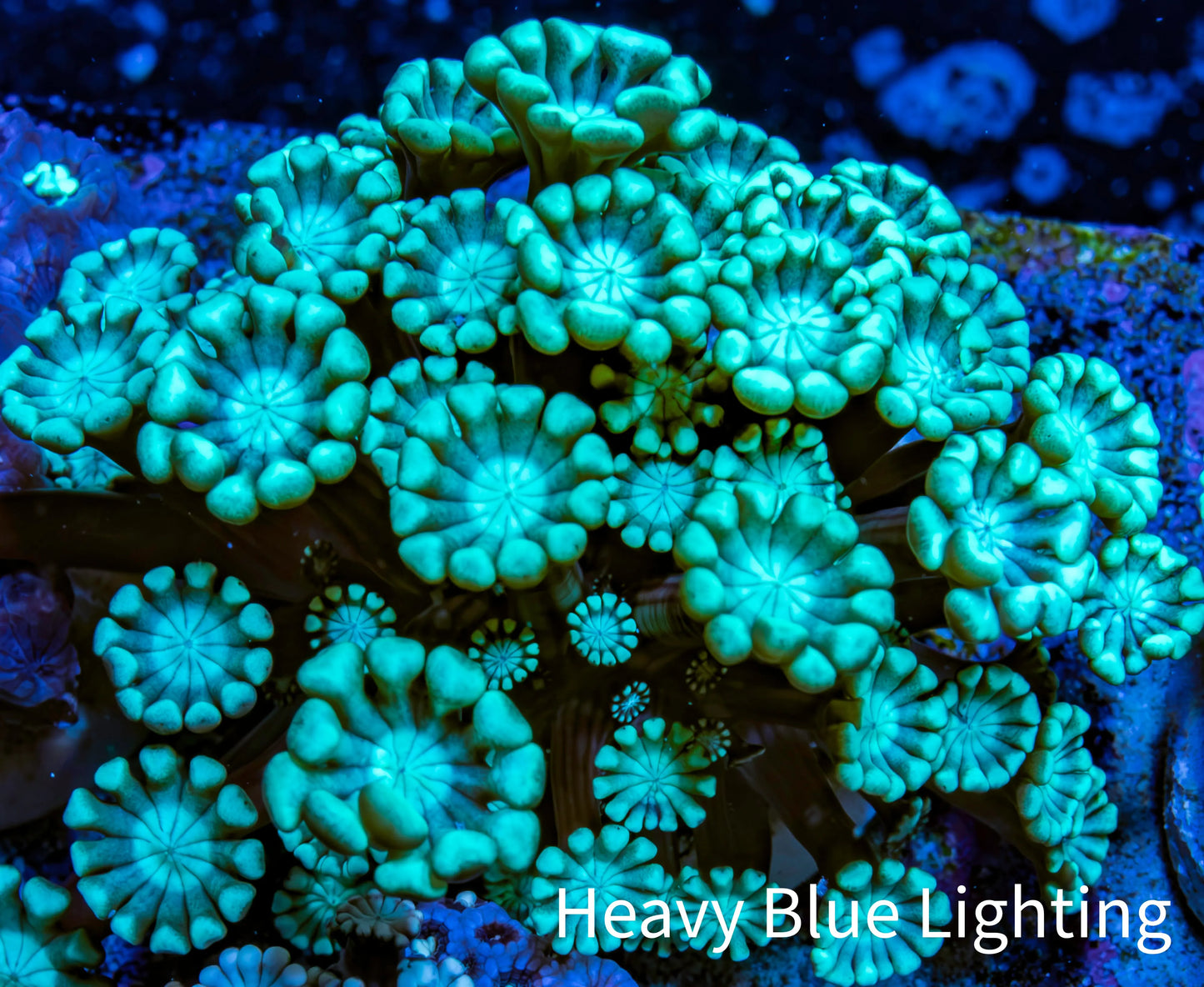 Neon Green Alveopora Coral Frag WYSIWYG A5B1R4 Neon Green Alveopora Coral Frag WYSIWYG A5B1R4 Animals & Pet Supplies Neon Green Alveopora Coral Frag WYSIWYG A5B1R4 Zeo Box Reef