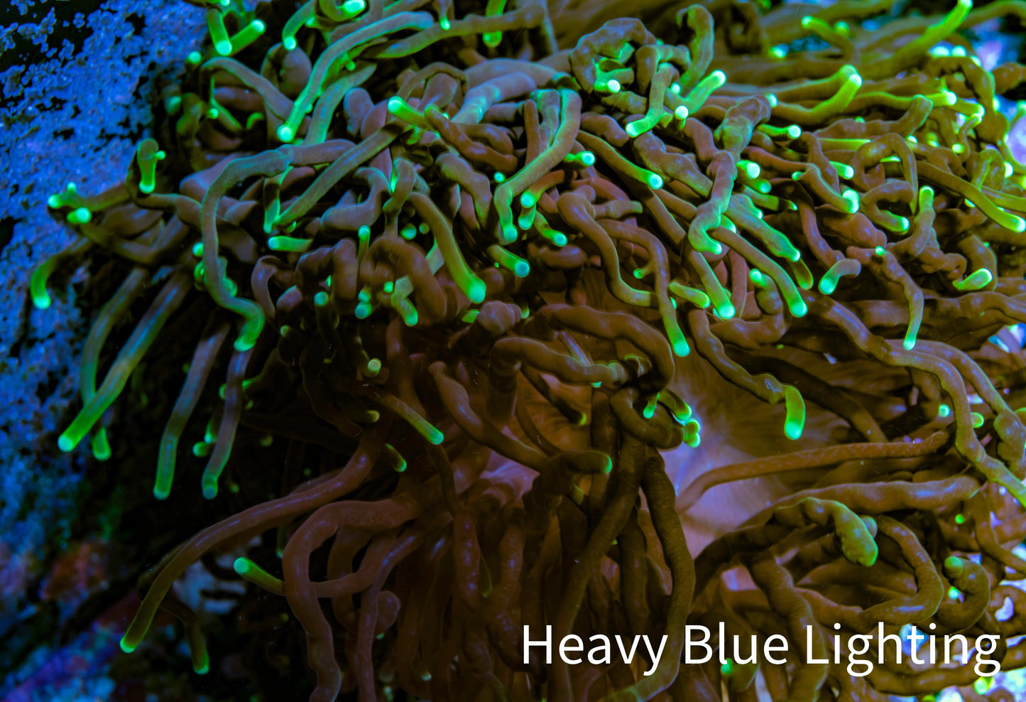 Neon Green Tip Purple Stem Torch Coral 8cm WYSIWYG Neon Green Tip Purple Stem Torch Coral 8cm WYSIWYG LPS Neon Green Tip Purple Stem Torch Coral 8cm WYSIWYG Zeo Box Reef