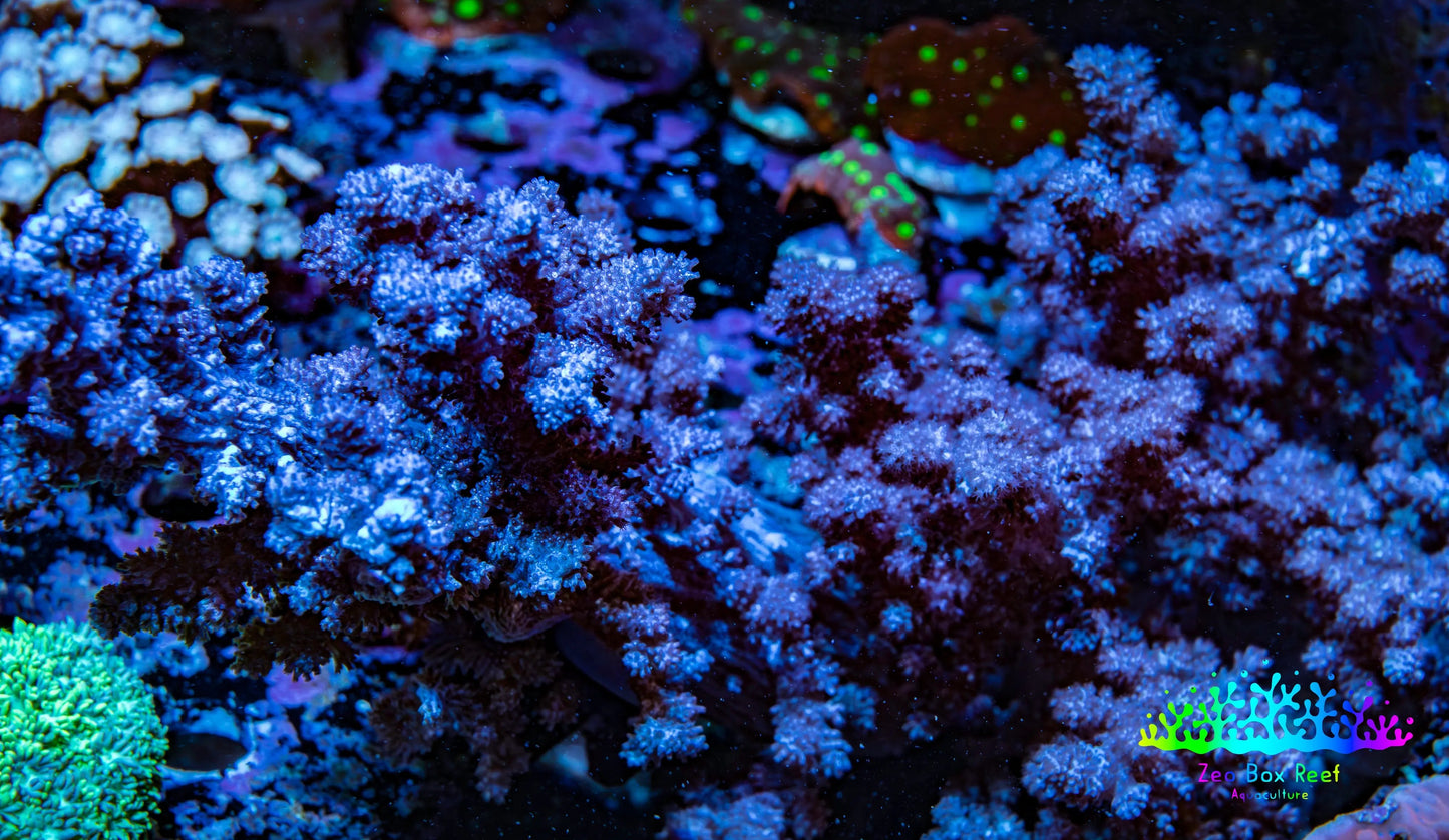 Nepthea - Soft Coral WYSIWYG 20cm Nepthea - Soft Coral WYSIWYG 20cm Soft Coral Nepthea - Soft Coral WYSIWYG 20cm Zeo Box Reef