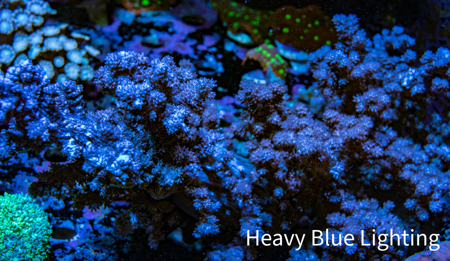 Nepthea - Soft Coral WYSIWYG 20cm Nepthea - Soft Coral WYSIWYG 20cm Soft Coral Nepthea - Soft Coral WYSIWYG 20cm Zeo Box Reef