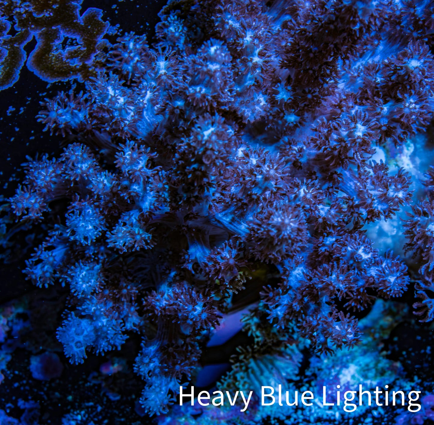Nepthea - Soft Coral WYSIWYG 5cm Nepthea - Soft Coral WYSIWYG 5cm Soft Coral Nepthea - Soft Coral WYSIWYG 5cm Zeo Box Reef