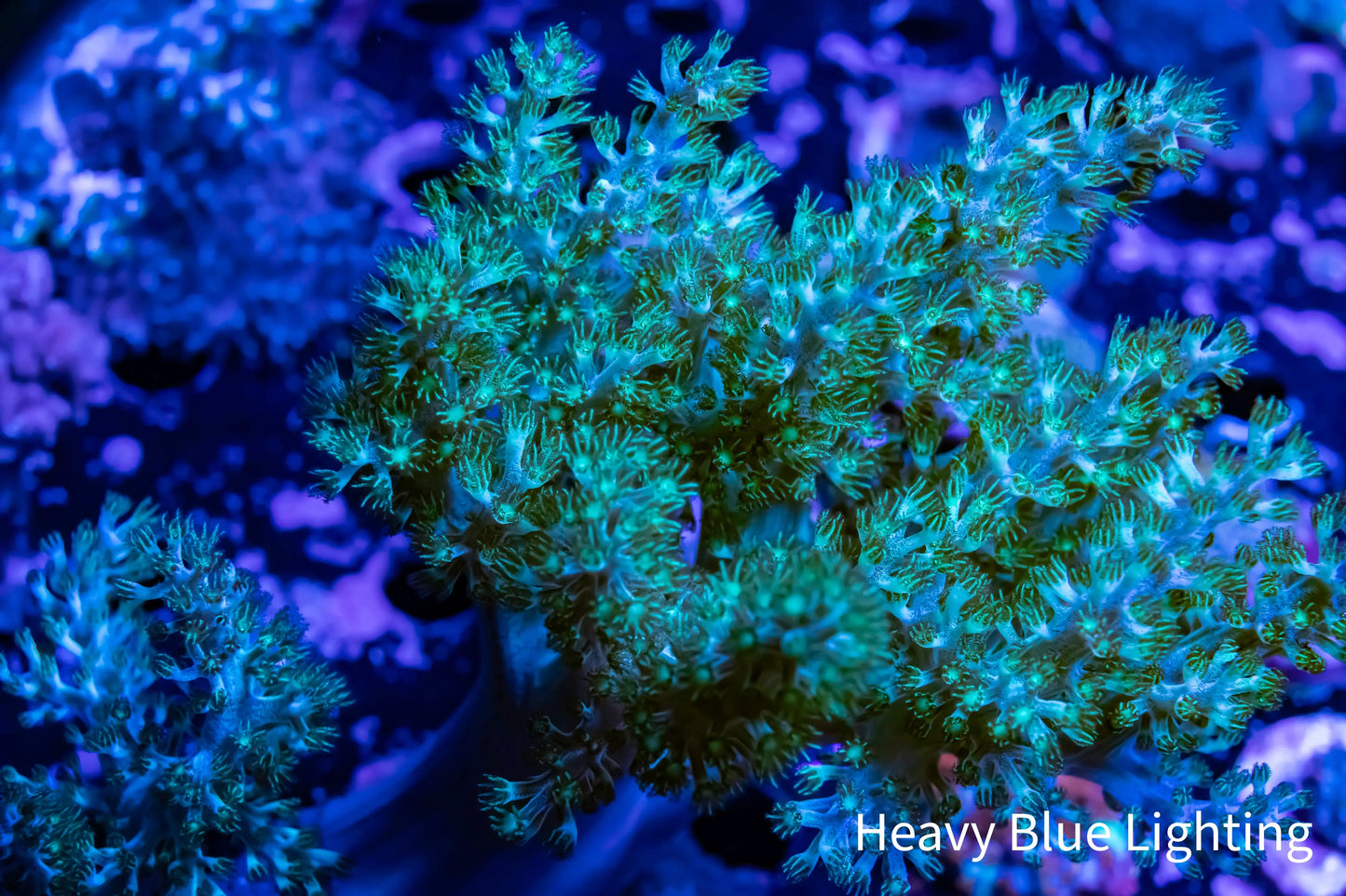 Nepthea - Soft Coral WYSIWYG 7cm Nepthea - Soft Coral WYSIWYG 7cm Soft Coral Nepthea - Soft Coral WYSIWYG 7cm Zeo Box Reef