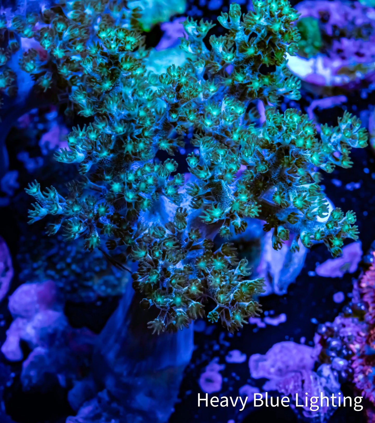 Nepthea - Soft Coral WYSIWYG 8cm Nepthea - Soft Coral WYSIWYG 8cm Soft Coral Nepthea - Soft Coral WYSIWYG 8cm Zeo Box Reef