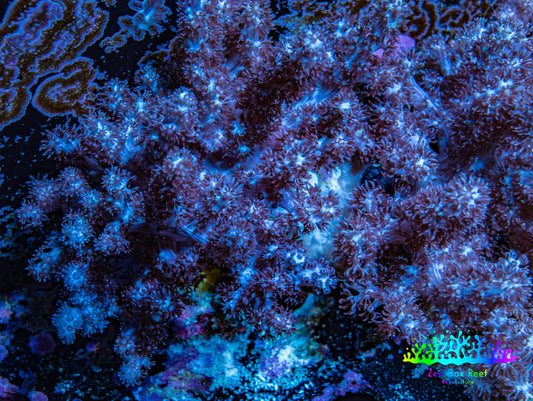 Nepthea - Soft Coral WYSIWYG 8cm Nepthea - Soft Coral WYSIWYG 8cm Soft Coral Nepthea - Soft Coral WYSIWYG 8cm Zeo Box Reef