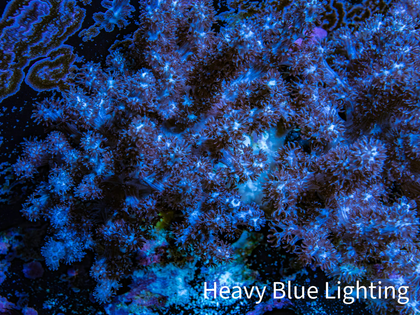 Nepthea - Soft Coral WYSIWYG 8cm Nepthea - Soft Coral WYSIWYG 8cm Soft Coral Nepthea - Soft Coral WYSIWYG 8cm Zeo Box Reef