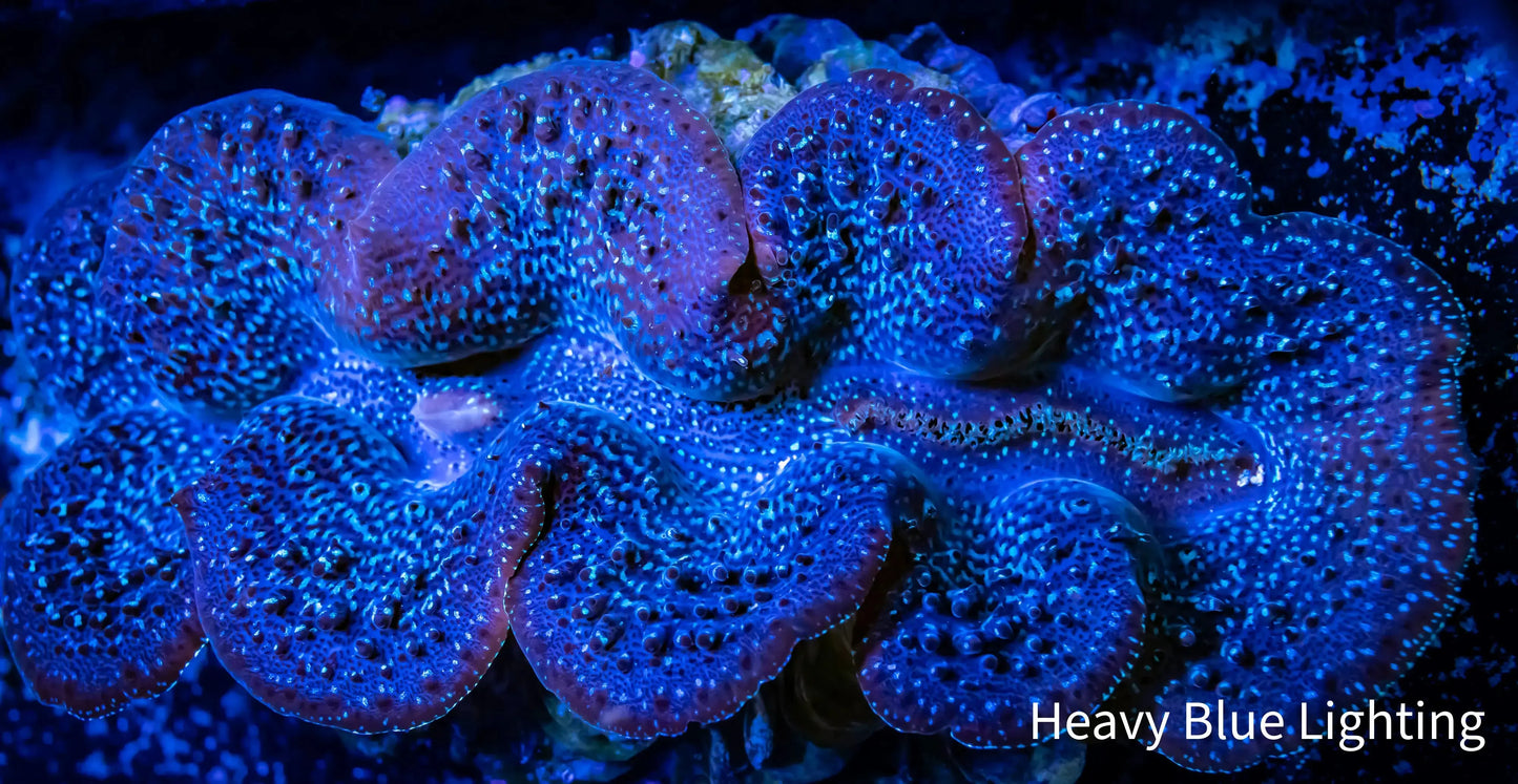 Ningaloo Maxmia Clam WYSIWYG 25cm ( Large ) Ningaloo Maxmia Clam WYSIWYG 25cm ( Large ) Fish Supplies Ningaloo Maxmia Clam WYSIWYG 25cm ( Large ) Zeo Box Reef Aquaculture