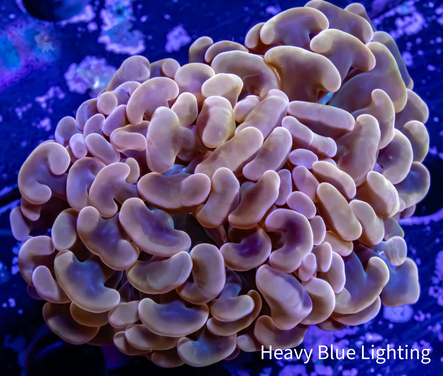 Ultra Gold / Orange Jelly Bean Tip Hammer Coral WYSIWYG 7cm Ultra Gold / Orange Jelly Bean Tip Hammer Coral WYSIWYG 7cm Aquarium Decor Ultra Gold / Orange Jelly Bean Tip Hammer Coral WYSIWYG 7cm Zeo Box Reef
