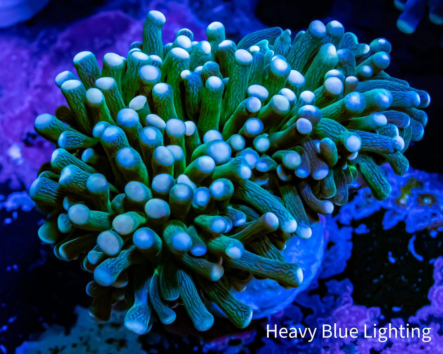 Peach Tip Green Stem Torch Coral WYSIWYG 4.5cm Peach Tip Green Stem Torch Coral WYSIWYG 4.5cm LPS Peach Tip Green Stem Torch Coral WYSIWYG 4.5cm Zeo Box Reef