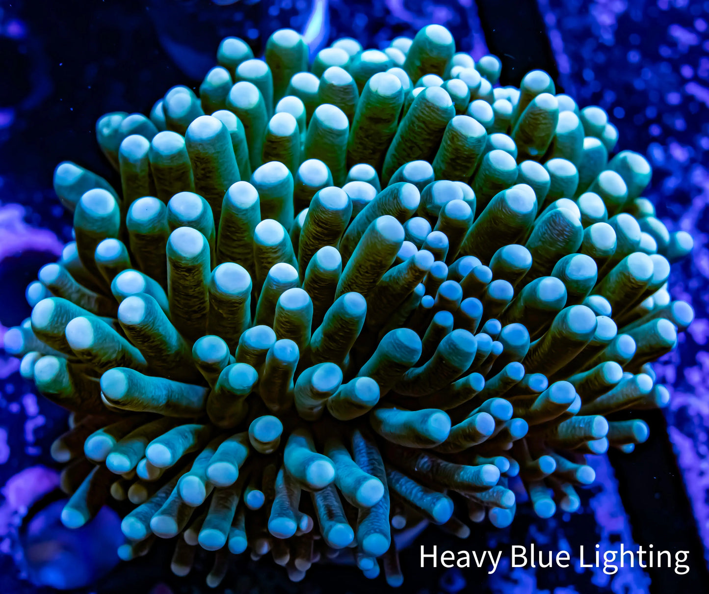 Peach Tip Green Stem Torch Coral WYSIWYG 6cm Peach Tip Green Stem Torch Coral WYSIWYG 6cm LPS Peach Tip Green Stem Torch Coral WYSIWYG 6cm Zeo Box Reef