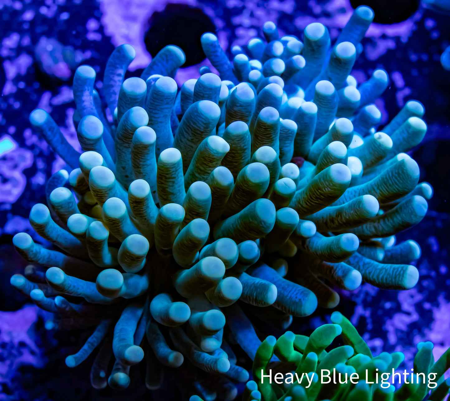 Peach Tip Torch Coral WYSIWYG 6cm Peach Tip Torch Coral WYSIWYG 6cm LPS Peach Tip Torch Coral WYSIWYG 6cm Zeo Box Reef