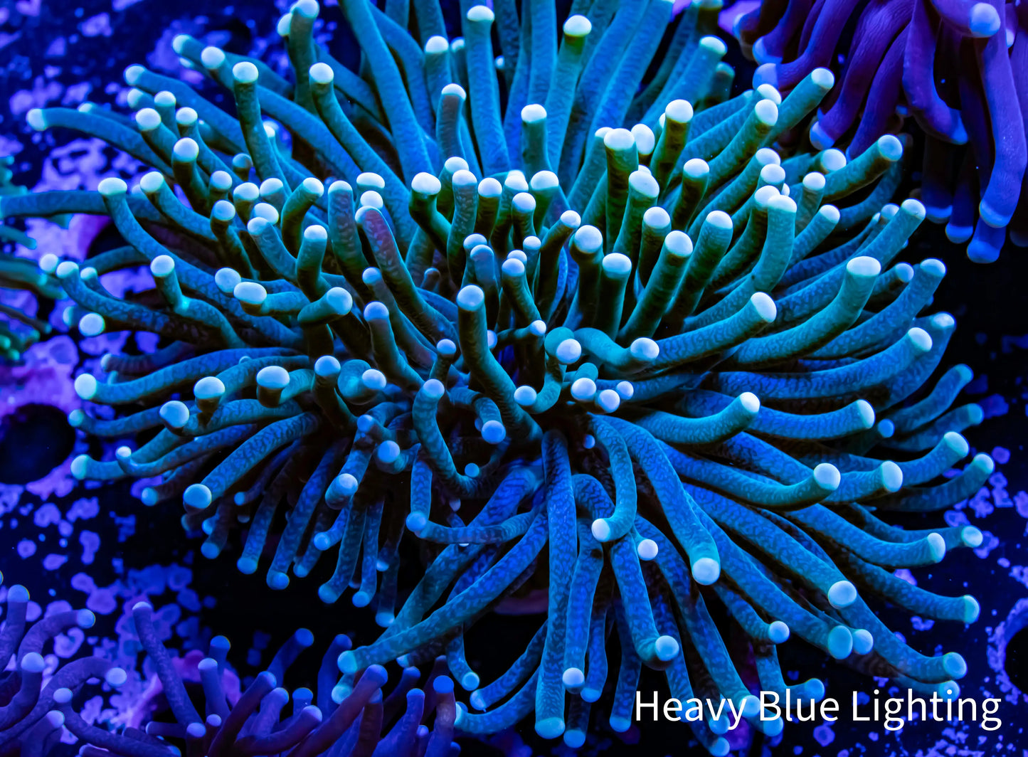 Peach Tip Torch Coral WYSIWYG 7cm Peach Tip Torch Coral WYSIWYG 7cm LPS Peach Tip Torch Coral WYSIWYG 7cm Zeo Box Reef
