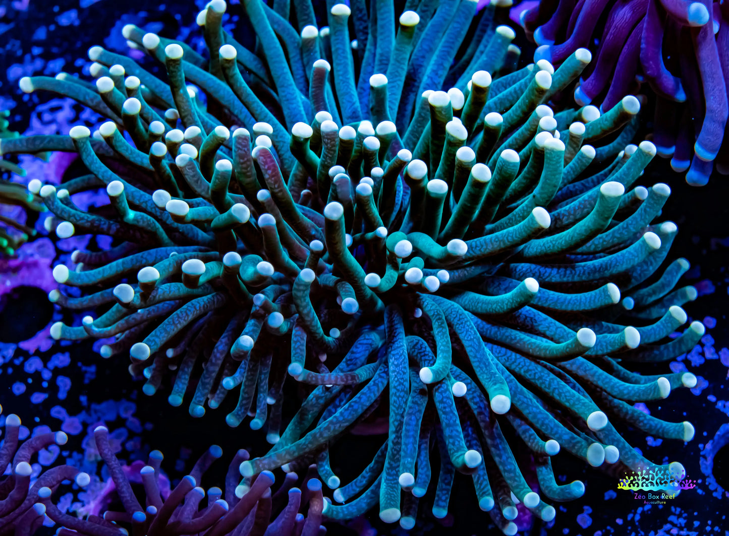 Peach Tip Torch Coral WYSIWYG 7cm Peach Tip Torch Coral WYSIWYG 7cm LPS Peach Tip Torch Coral WYSIWYG 7cm Zeo Box Reef